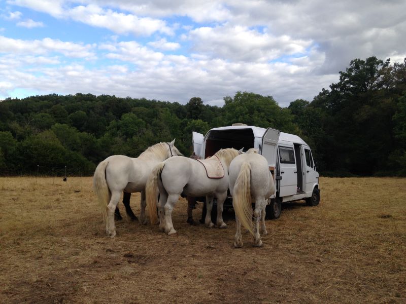 308D & Percherons.jpg